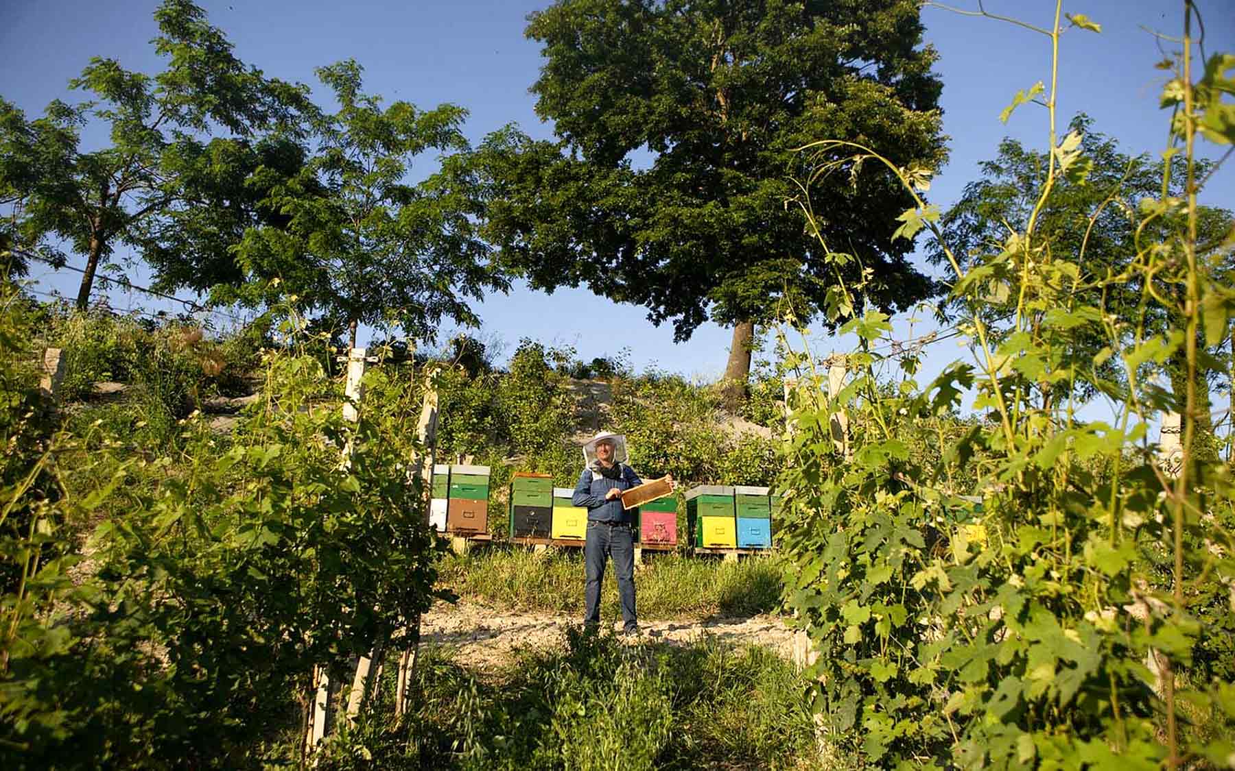 Angelo Gaja Weinfeld mit Mann und Bienenkästen im Hintergrund