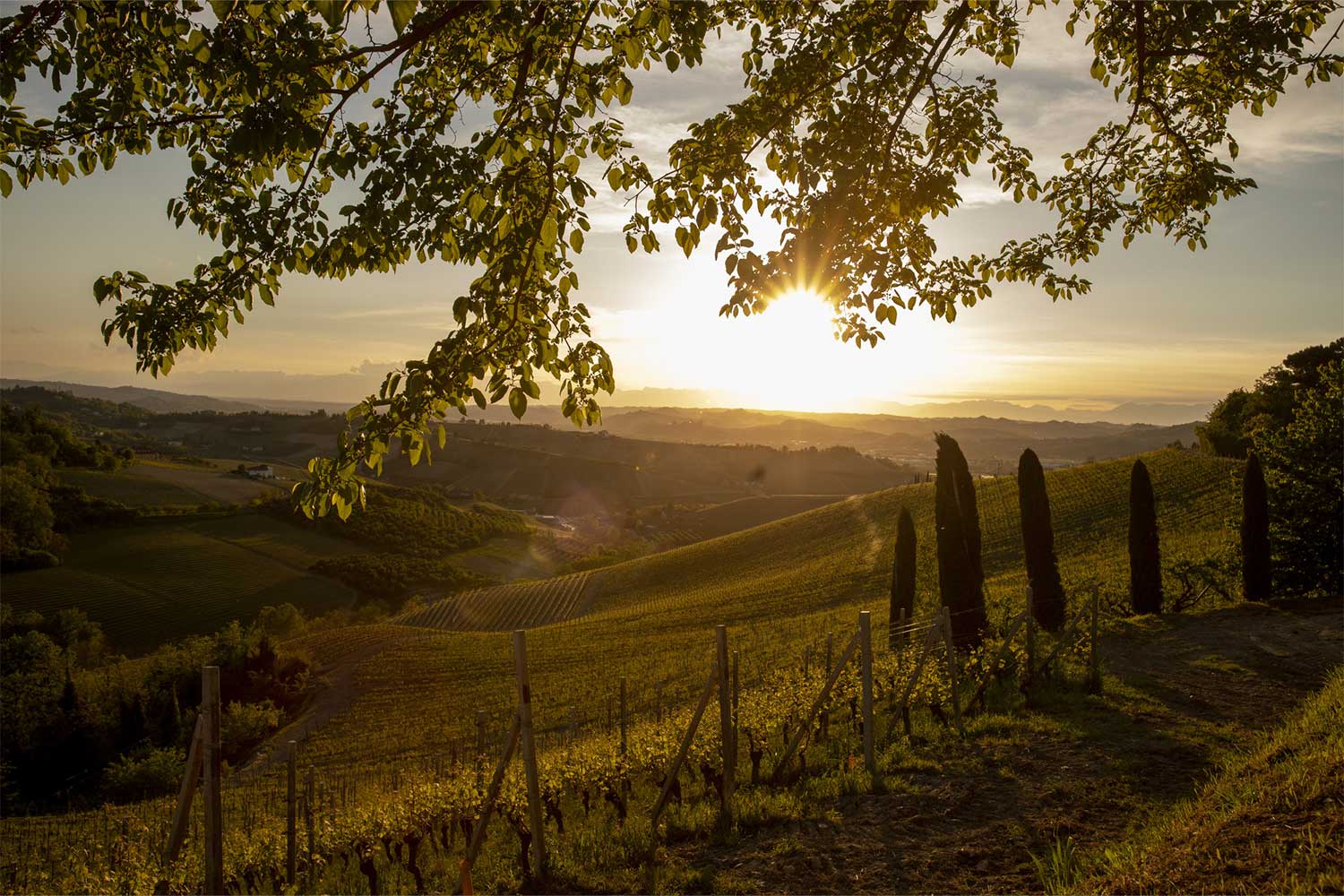 Weinberge von Angelo Gaja