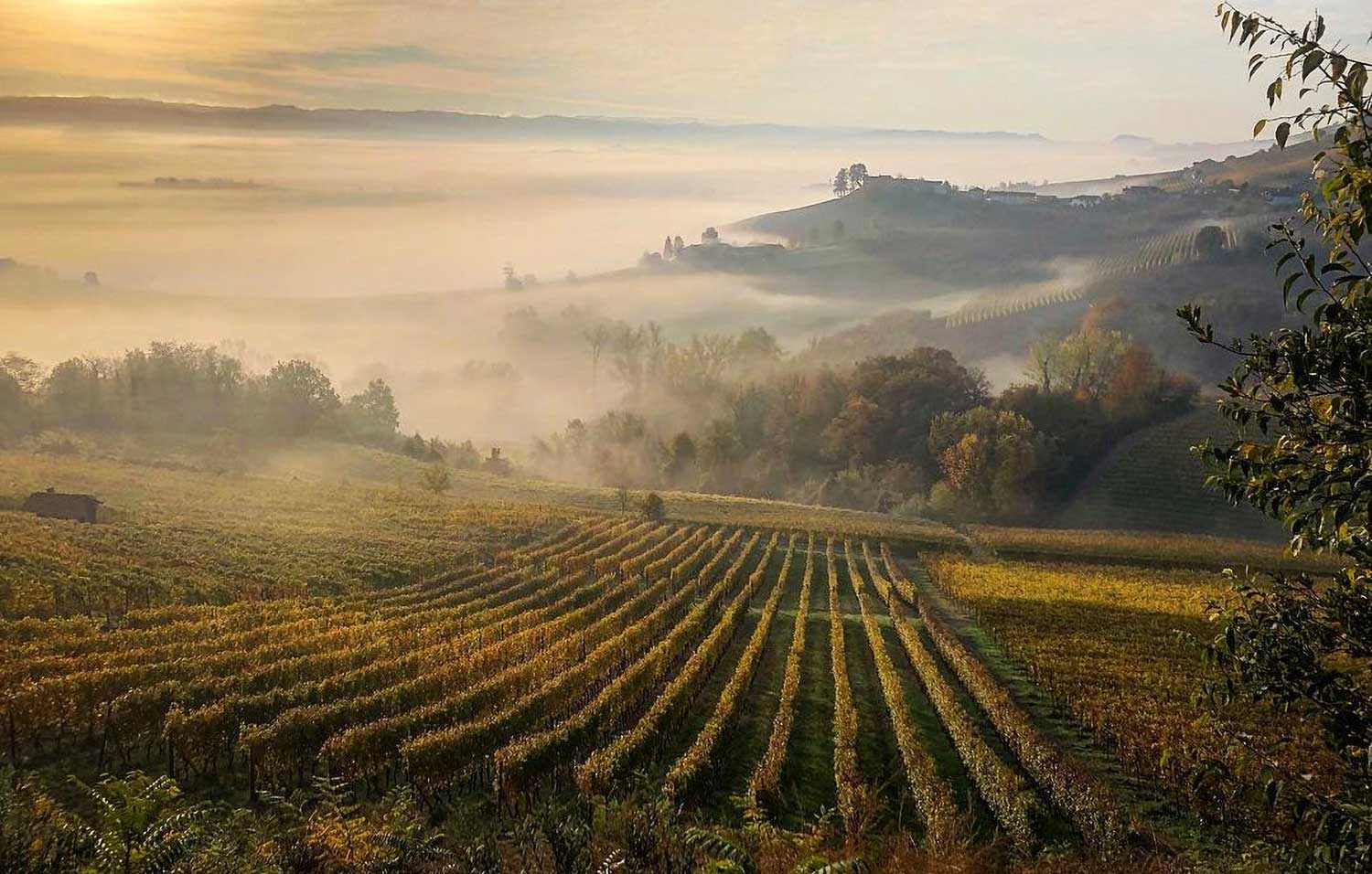 Weinfeld, Weinberge Fratelli Alessandria