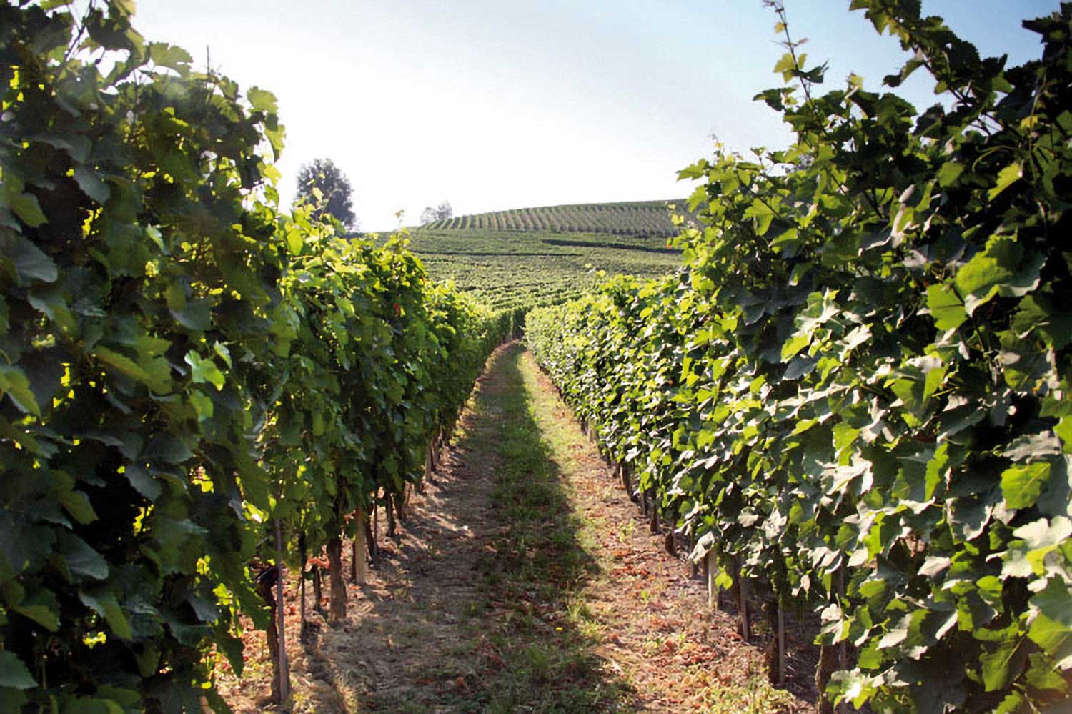 Weinfelder und Weinberg im Hintergrund