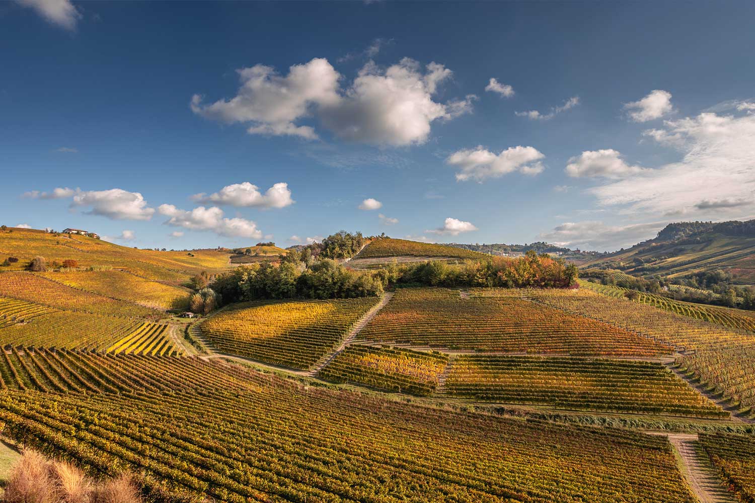 Weinberge von Prunotto