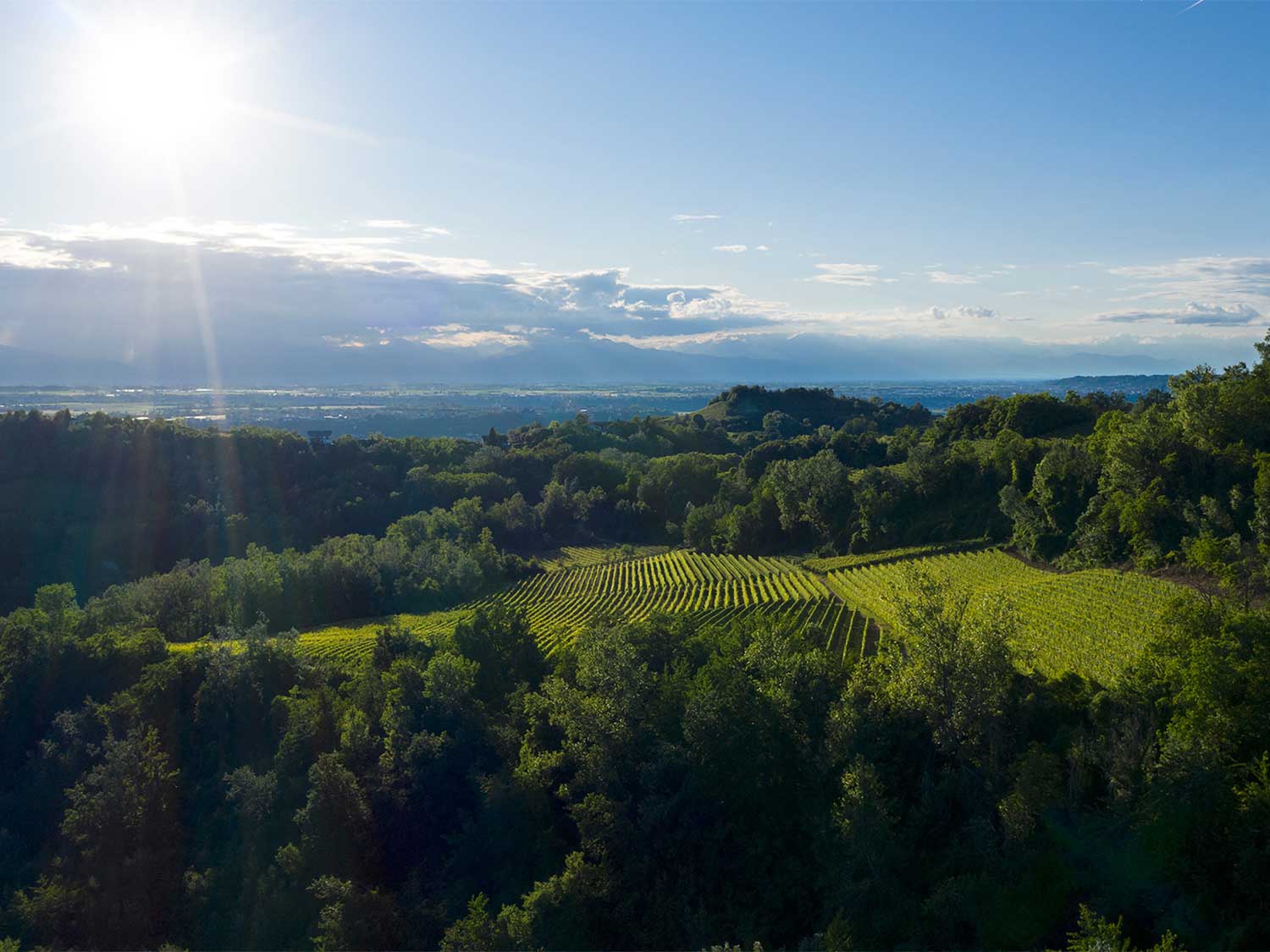 Weingut, Weinfelder Trediberri, bei blauem Himmel
