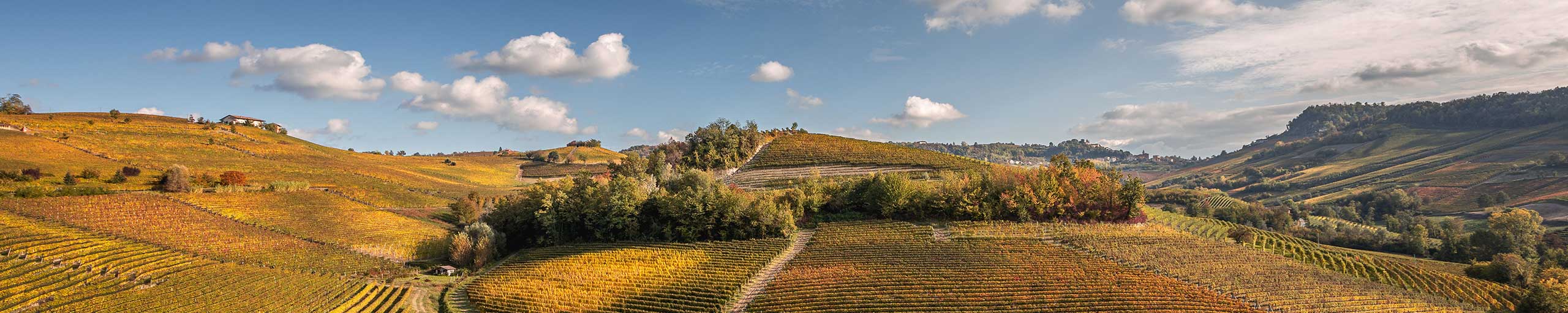 Weinfeld im Piemont