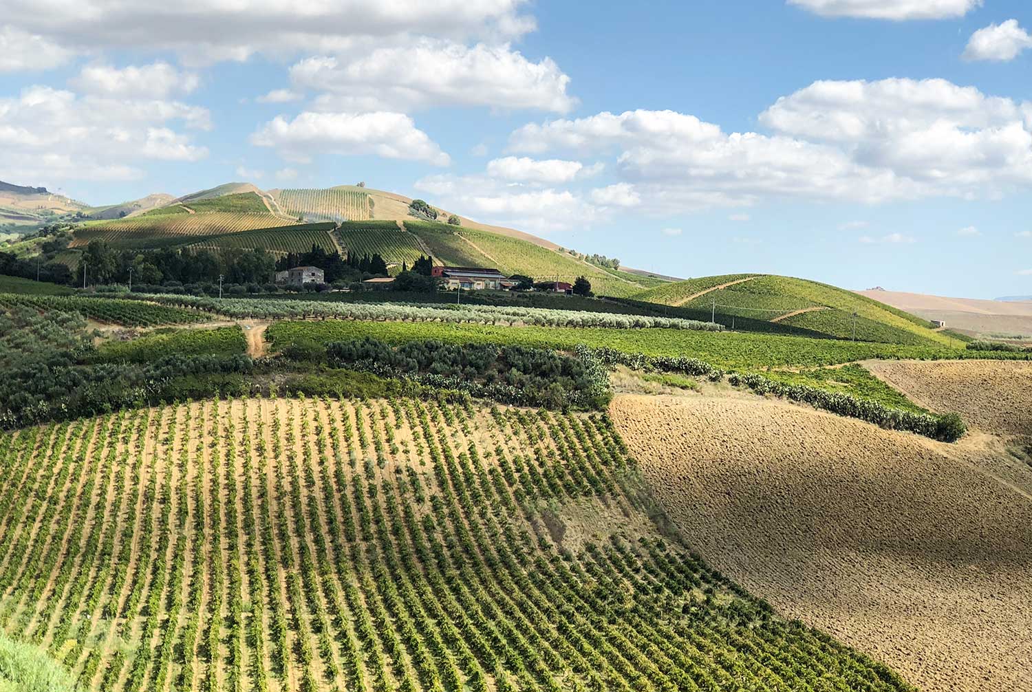 Weinberge und Weinfelder des Weinguts Spadafora