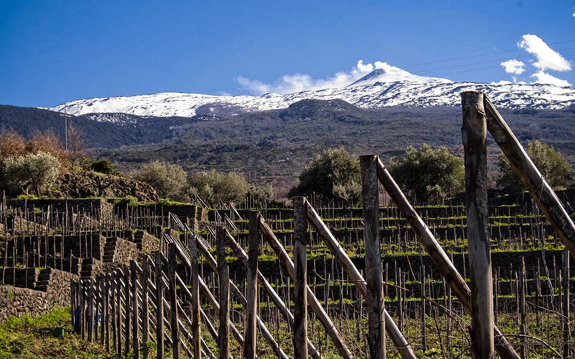 Weingut Tascante, Weinfeld, Weinberge vor einem Gebirge