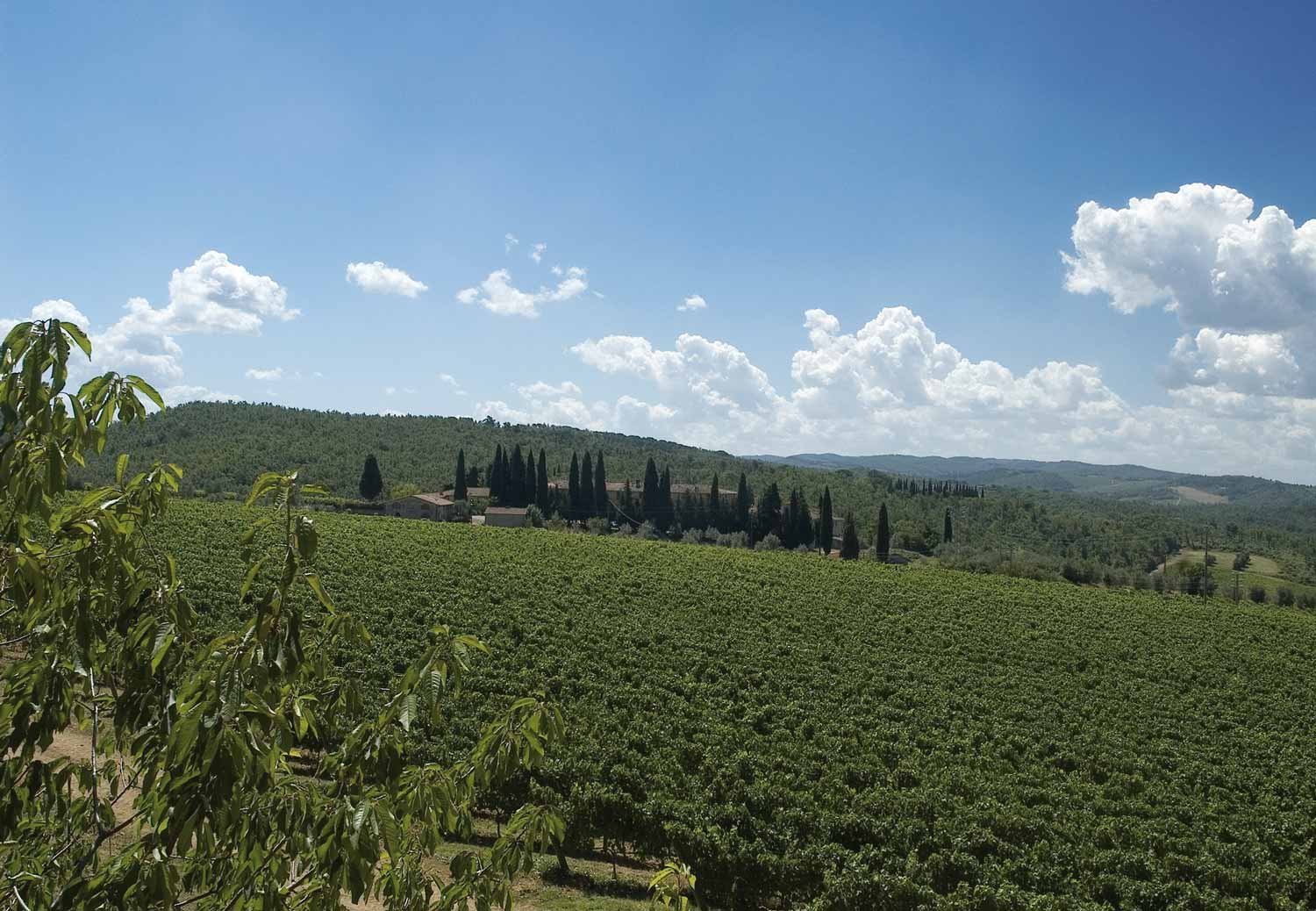 Weinberge in Toskana von Antinori