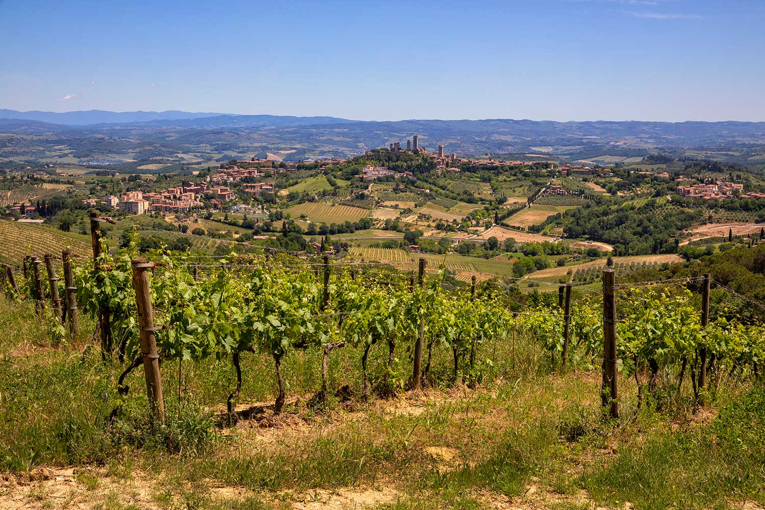 Ausblick auf Weinberge von Montenidoli bei blauem Himmel