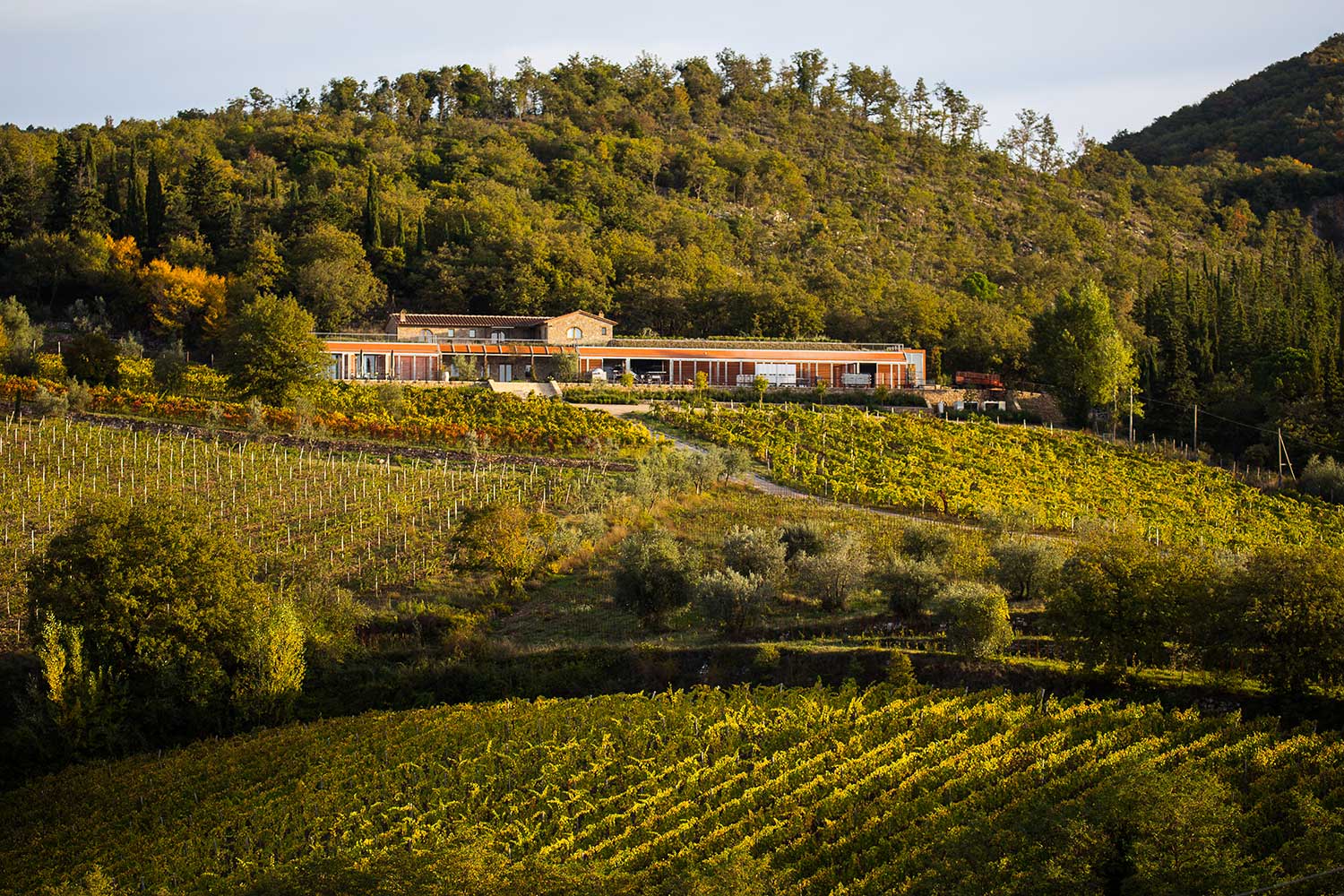 Weinberge, Weinfelder, Weingut Riecine
