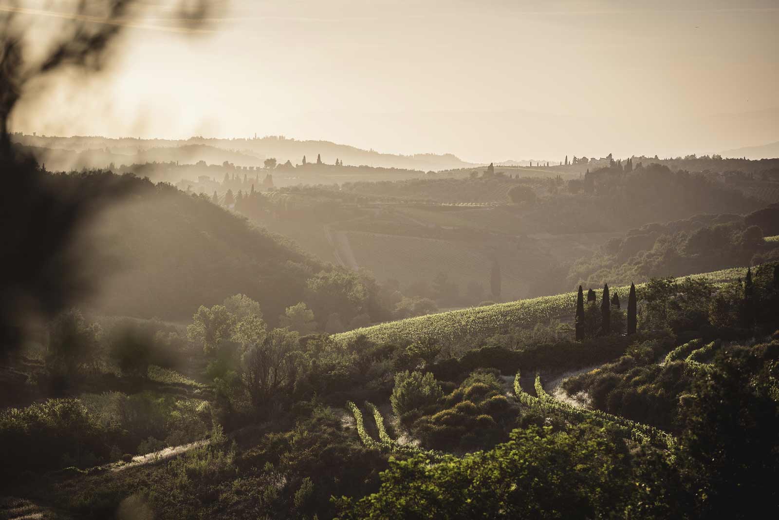 Weinfelder vom Weingut Tenuta Tignanello 