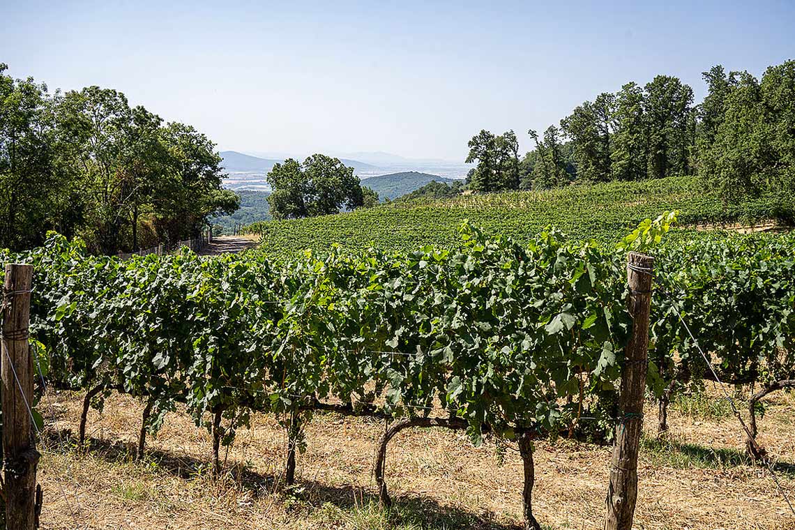 Weinfeld, Weingut Ampeleia