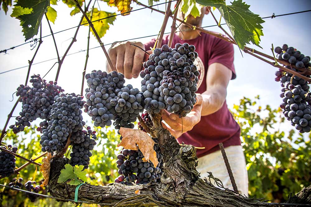 Winzer bei Fattoria di Magliano schneidet Rebe im Weinberg ab