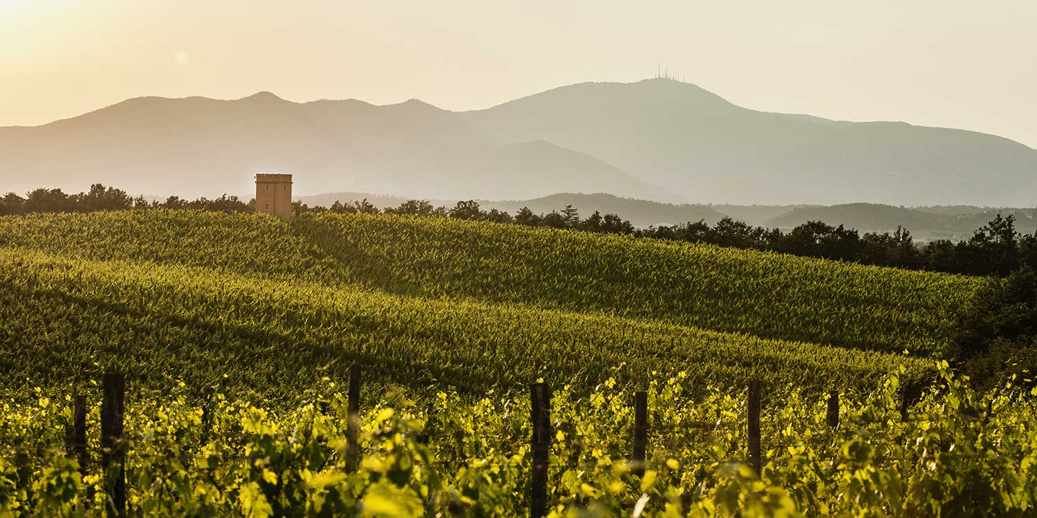 Weingut und Weinberge Monte Antico bei Sonnenaufgang 