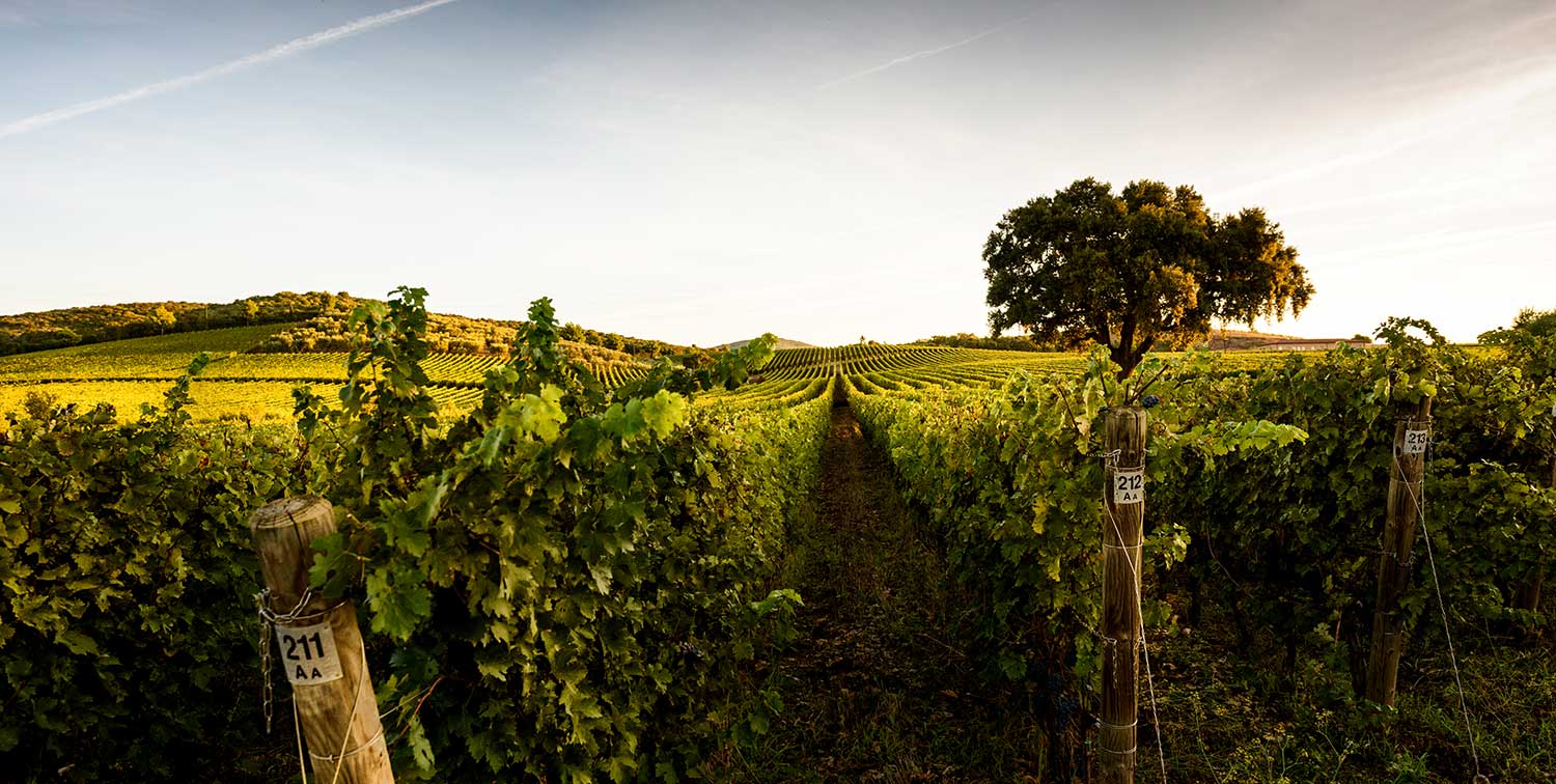 Weinberg mit Rebzeile