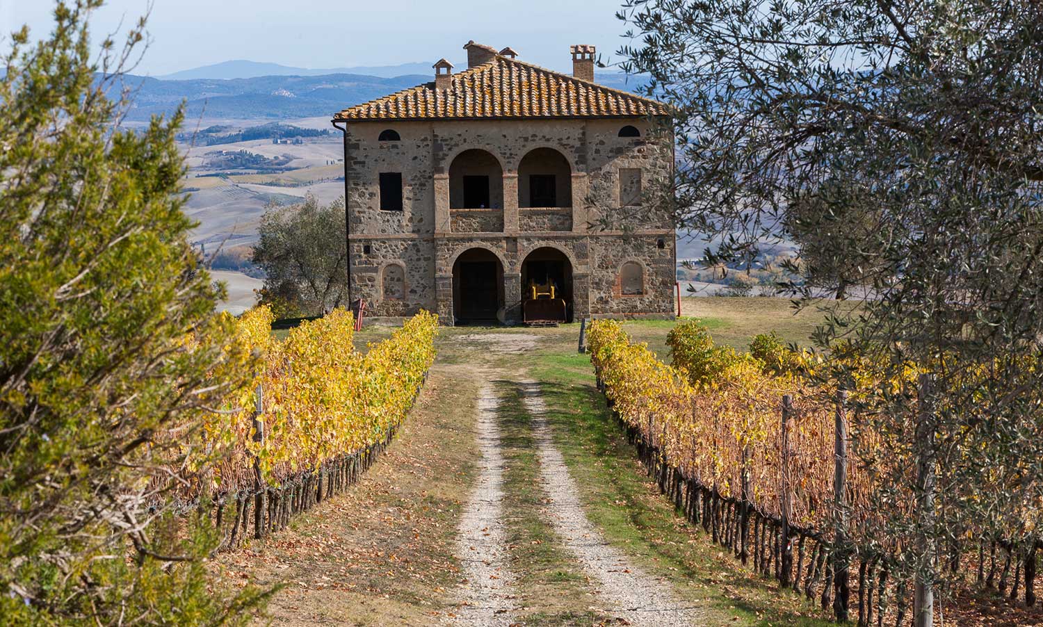 Haus eines Weinguts im Hintergrund, Auffahrt mit Weinfeldern