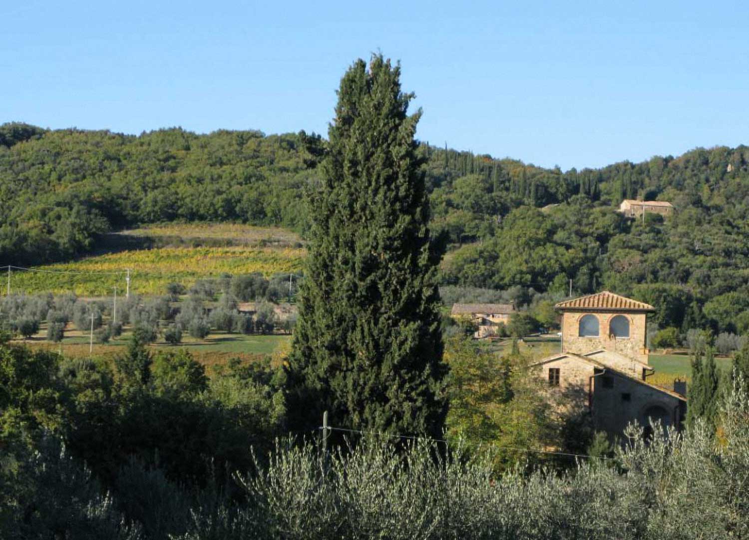Weingut, Weinfeld und Weinberg von Lisini