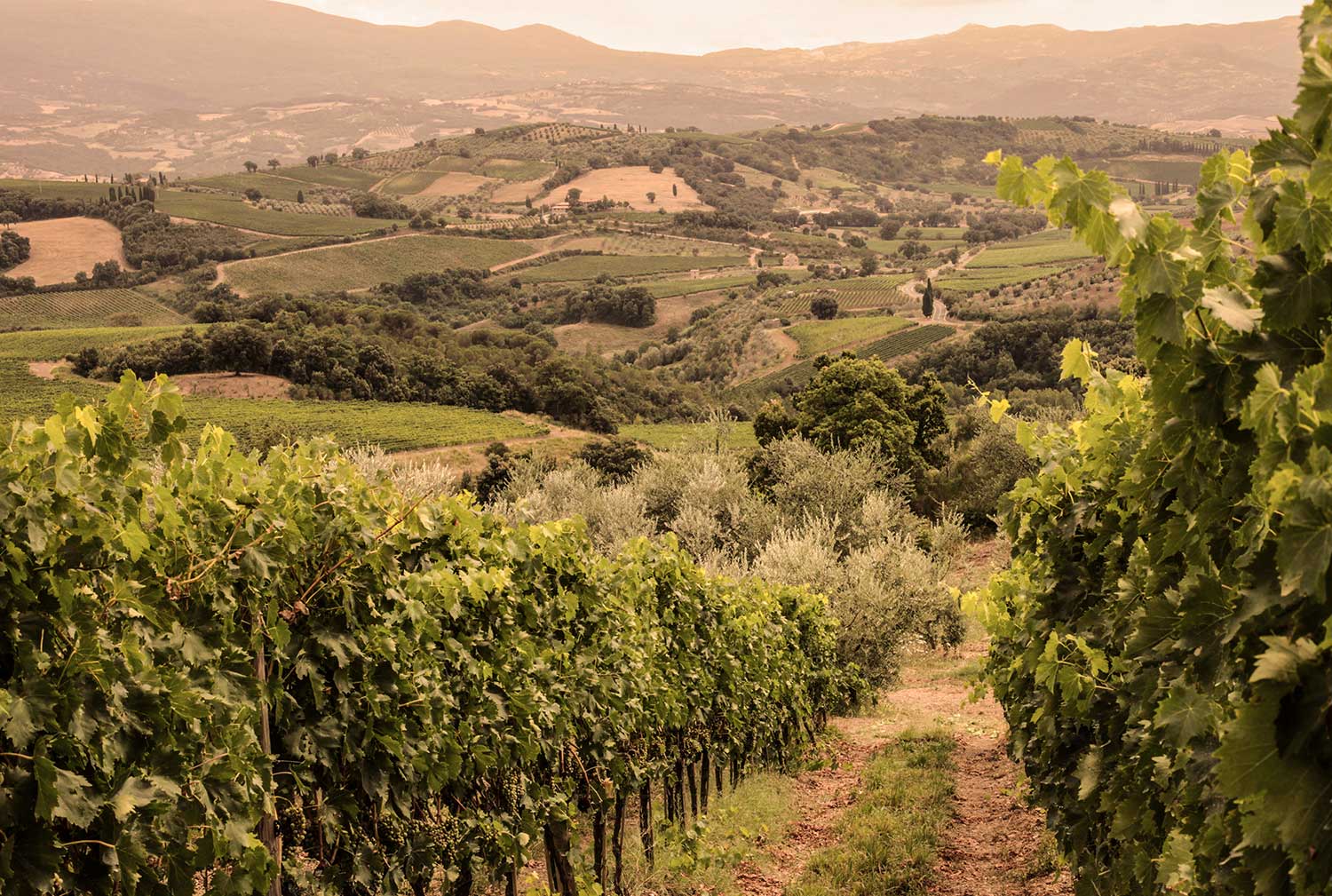 Weingut, Weinfeld San Polino