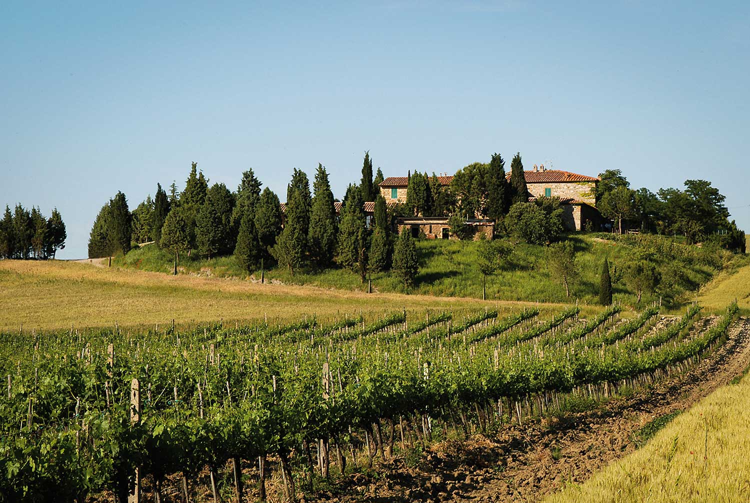 Weingut Siro Pacenti, Haus auf einem Weinberg bei blauem Himmel