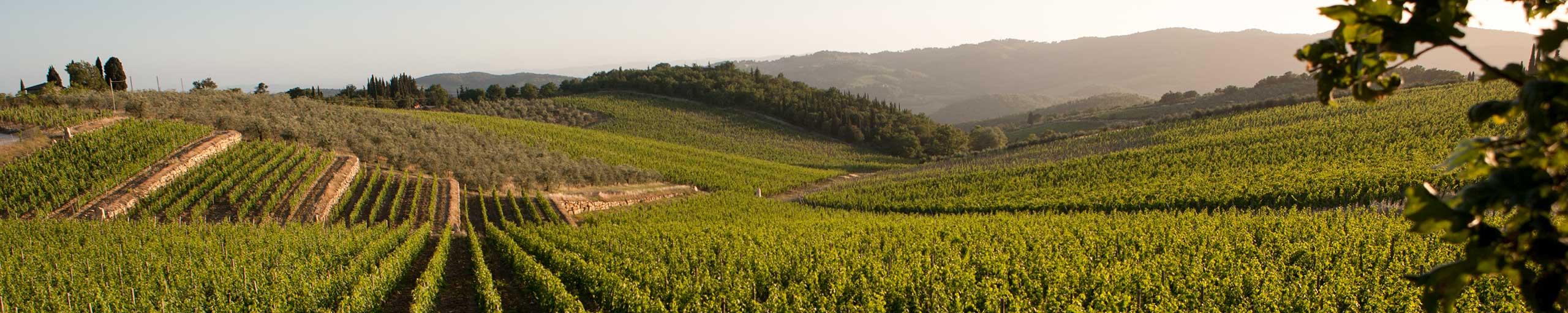 Weinfelder in der Toskana