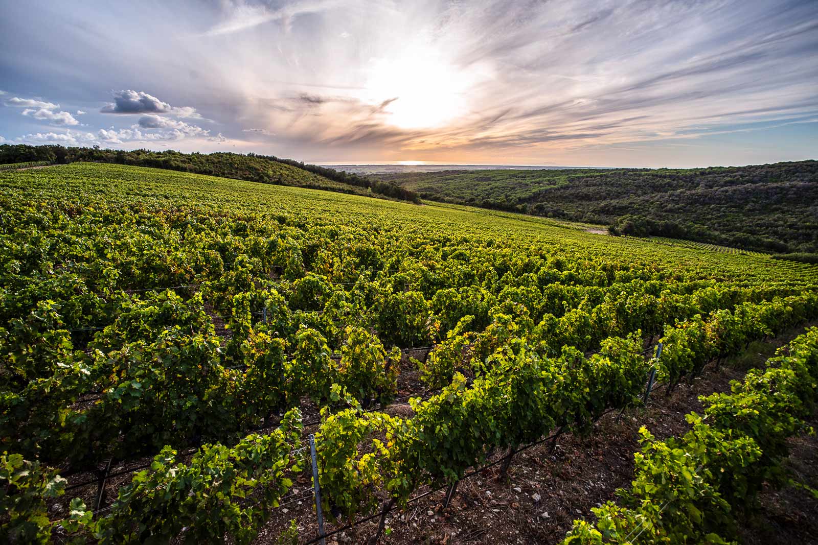 Blick über die Weinfelder