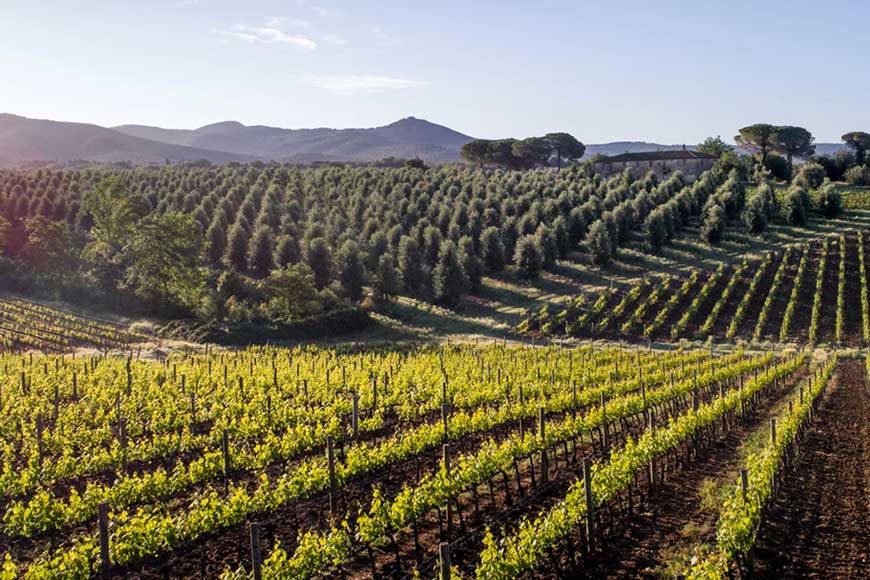 Castello di Bolgheri Lobenbergs Gute Weine