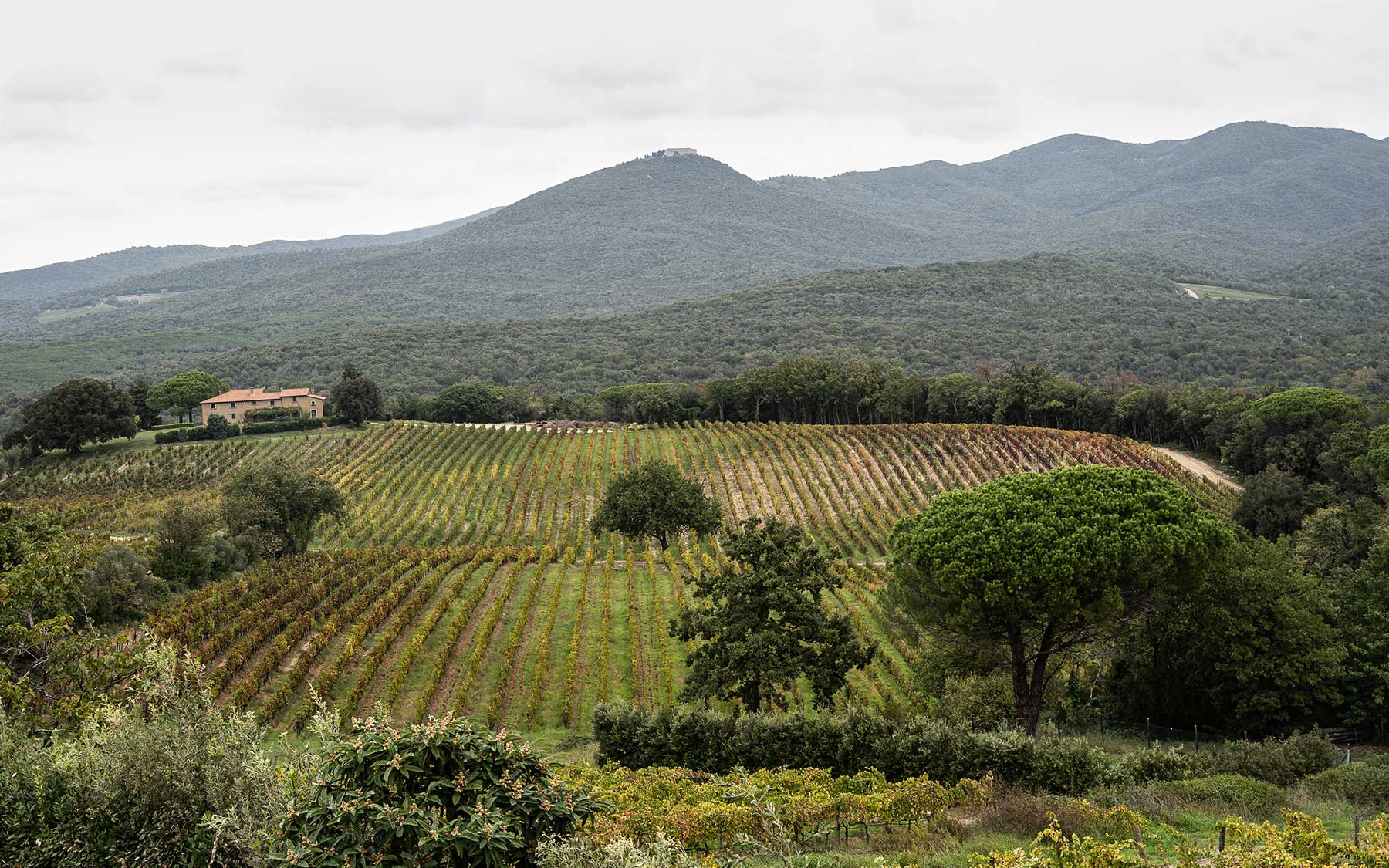 Weinfeld und Weinberge des Weinguts Grattamacco