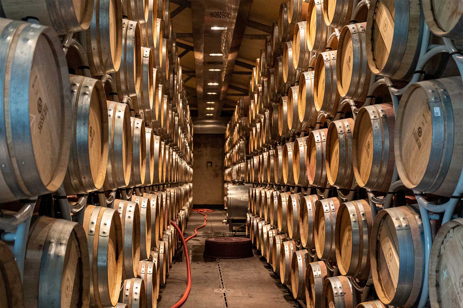 Im Weinkeller von Unterwegs in den Weinbergen vom Weingut Tenuta San Guido