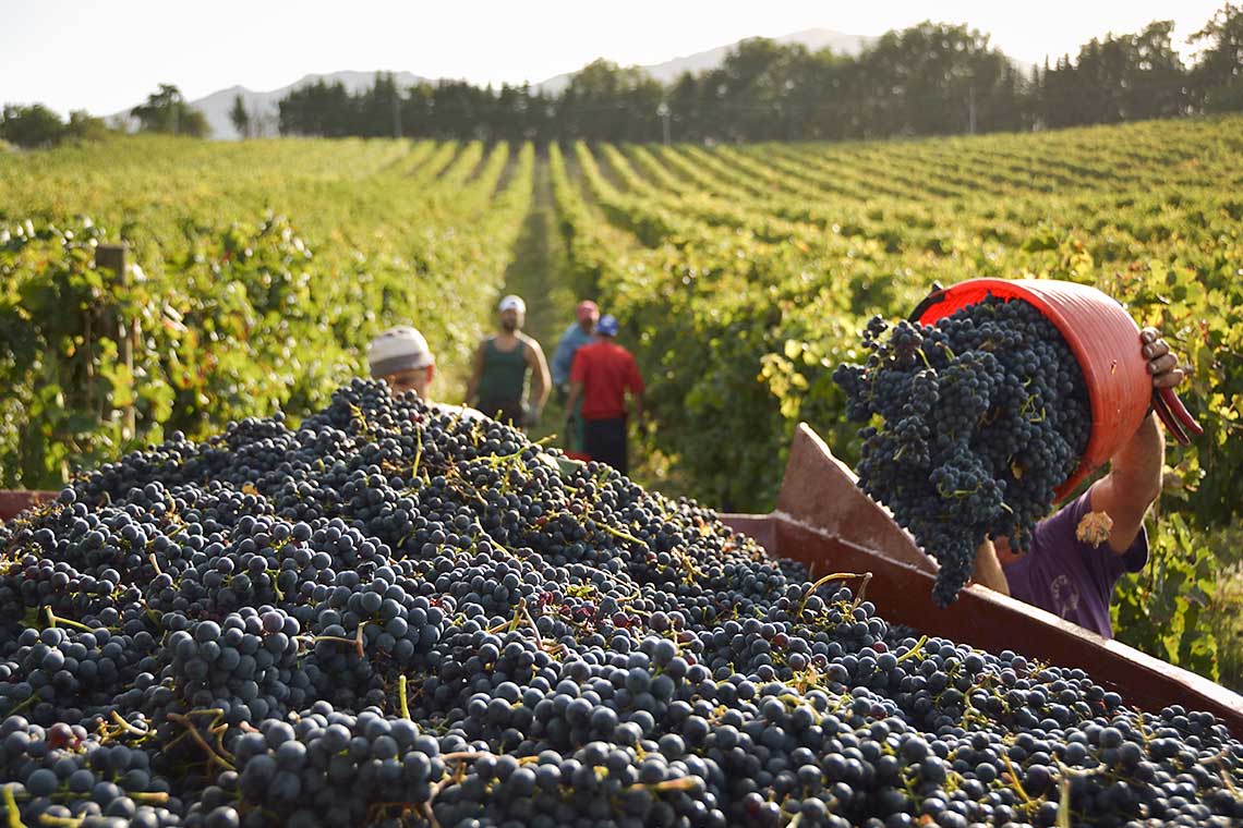 Weinlese in der Lombardei