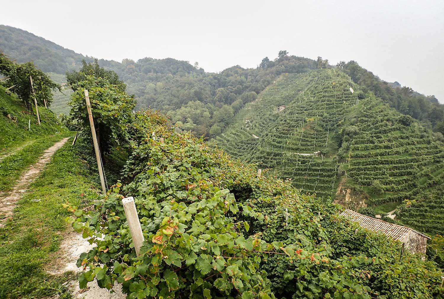 Weinberge und Weinfelder des Weinguts Casa Coste Piane