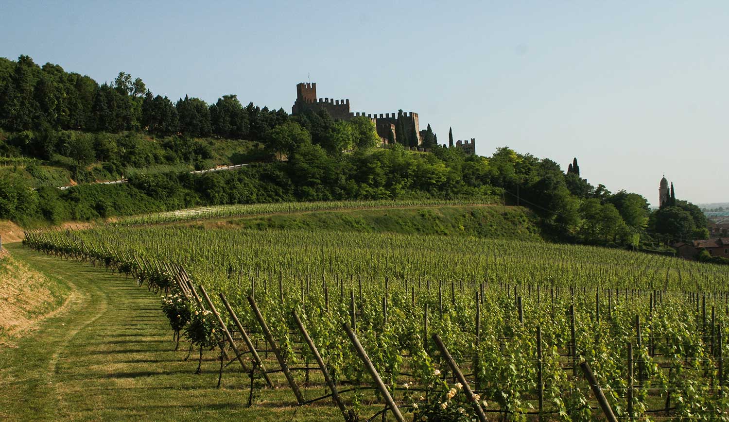 Weingut und Weinfeld Pieropan mit Weinberg im Hintergrund 