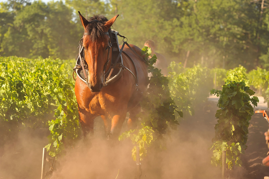 Domaine de Chevalier