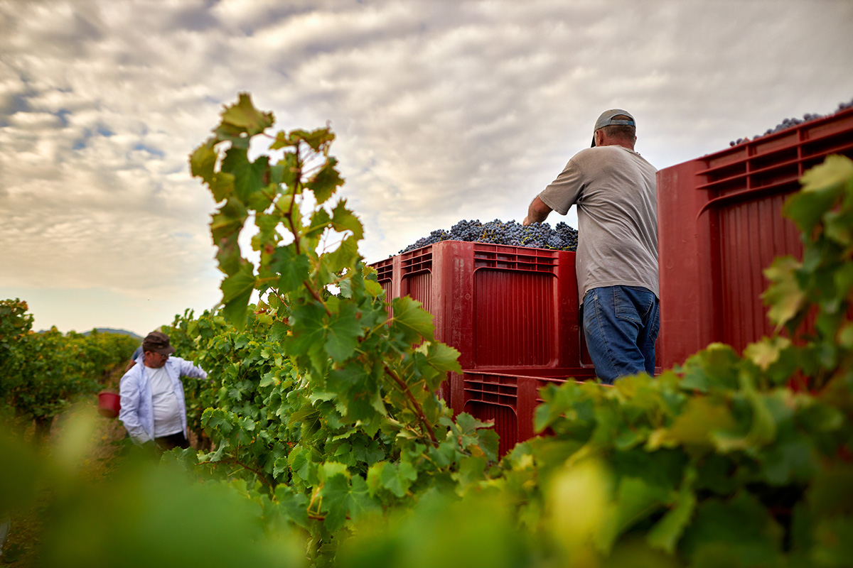 Rhone 2020