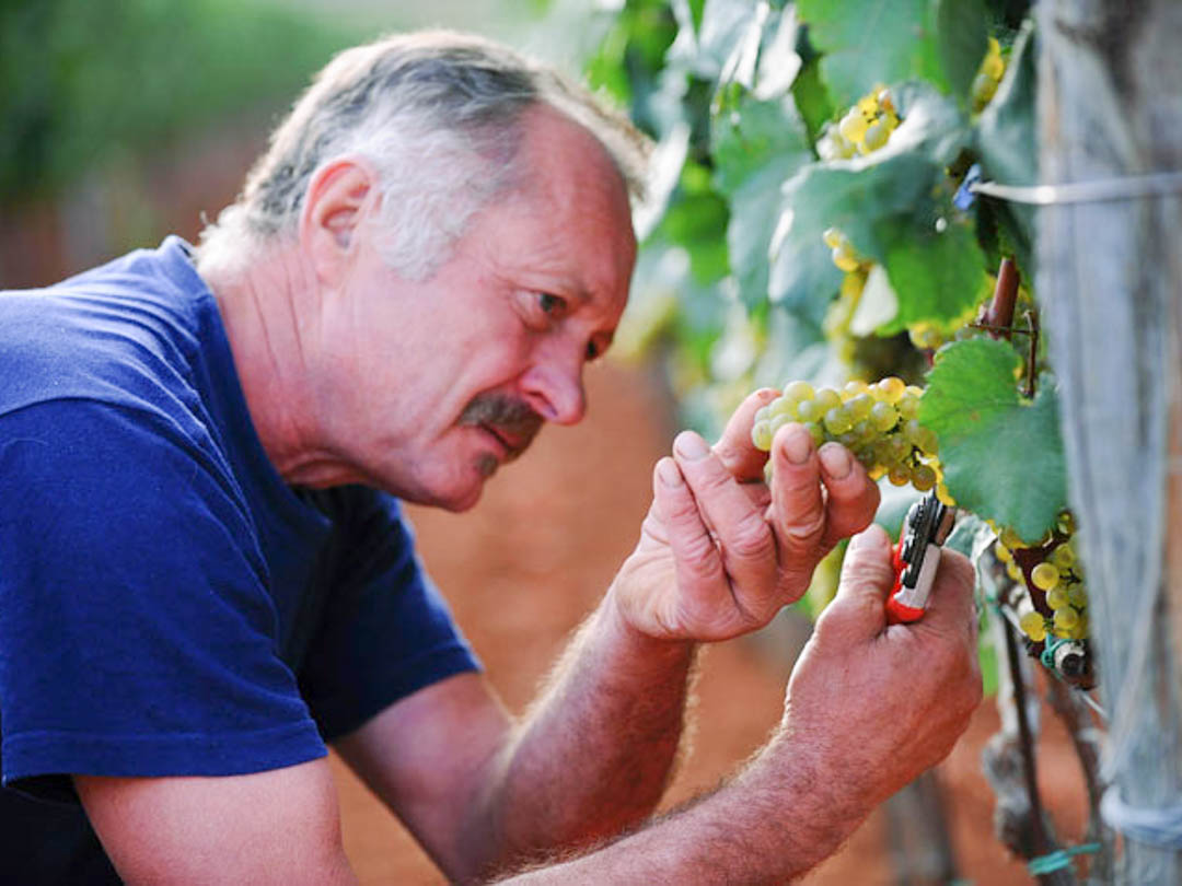 Weinland Kroatien, Winzer bei der Weinlese