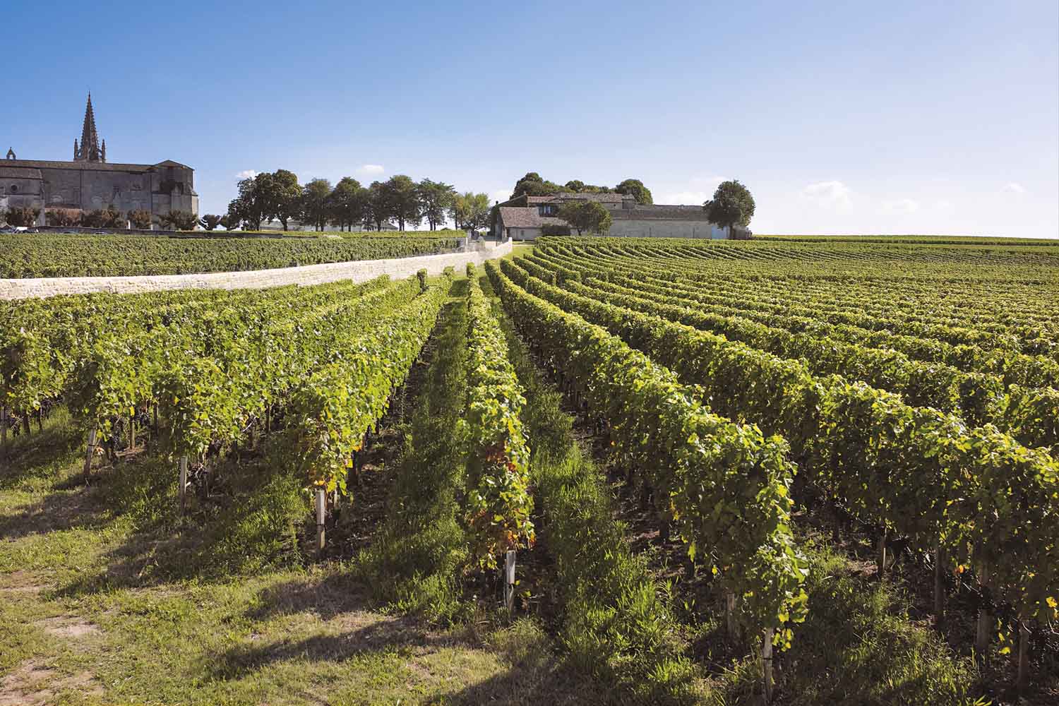 La Croix Saint Georges Weinberge