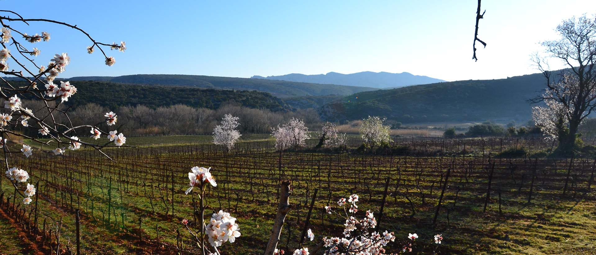 Languedoc Fitou