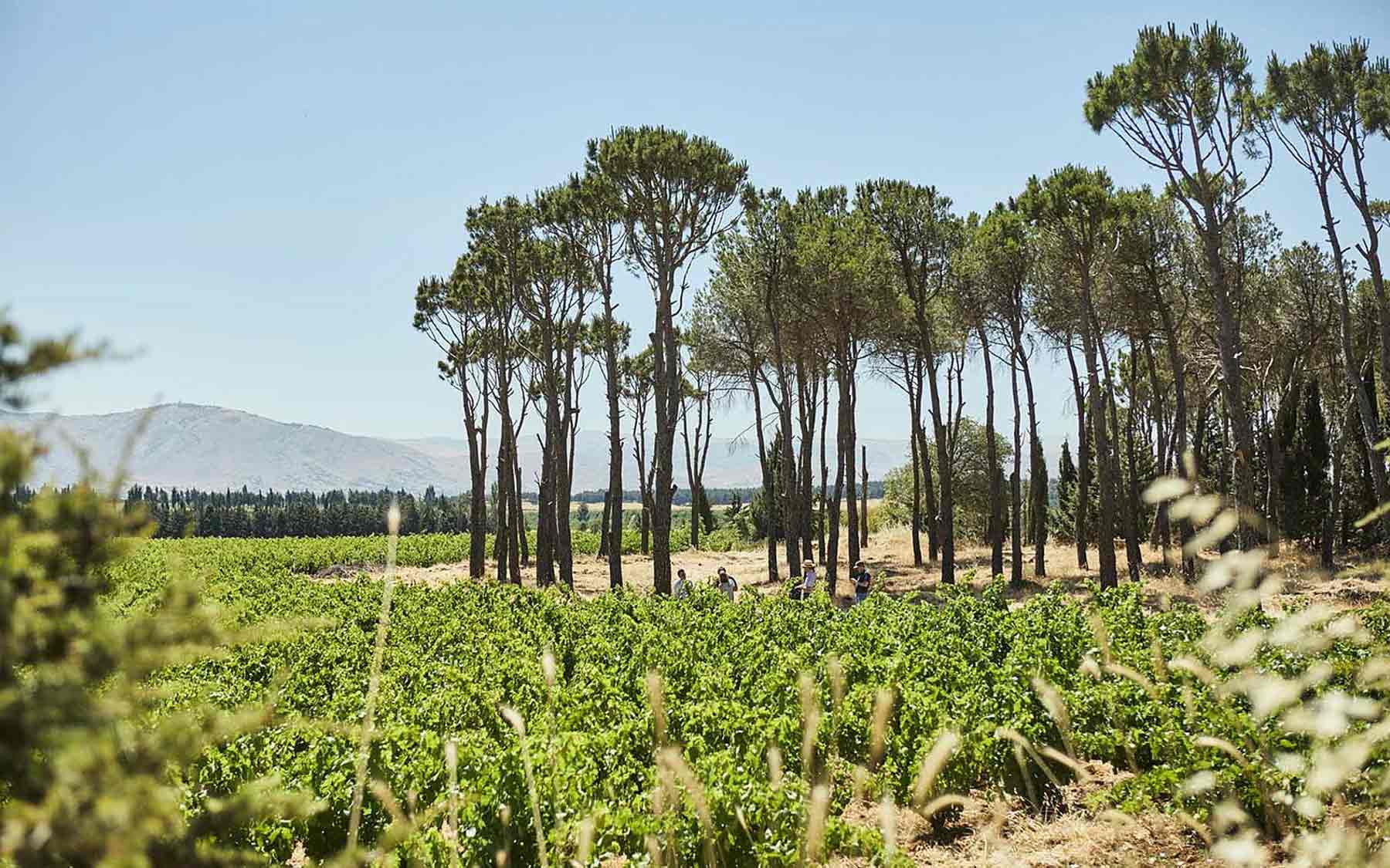 Weinfeld Chateau Musar
