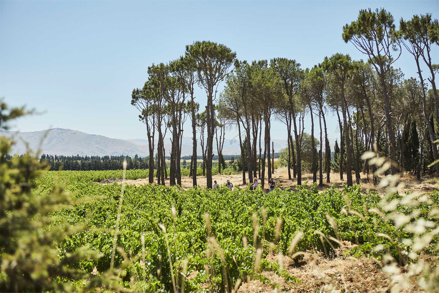 Weingarten von Chateau Musar