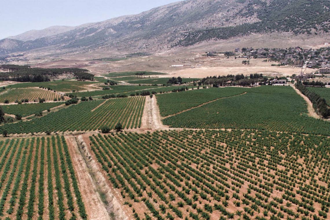 Weinfelder am Fuß der Berge im Libanon
