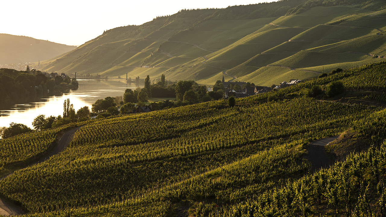 Weinberge an der Mosel