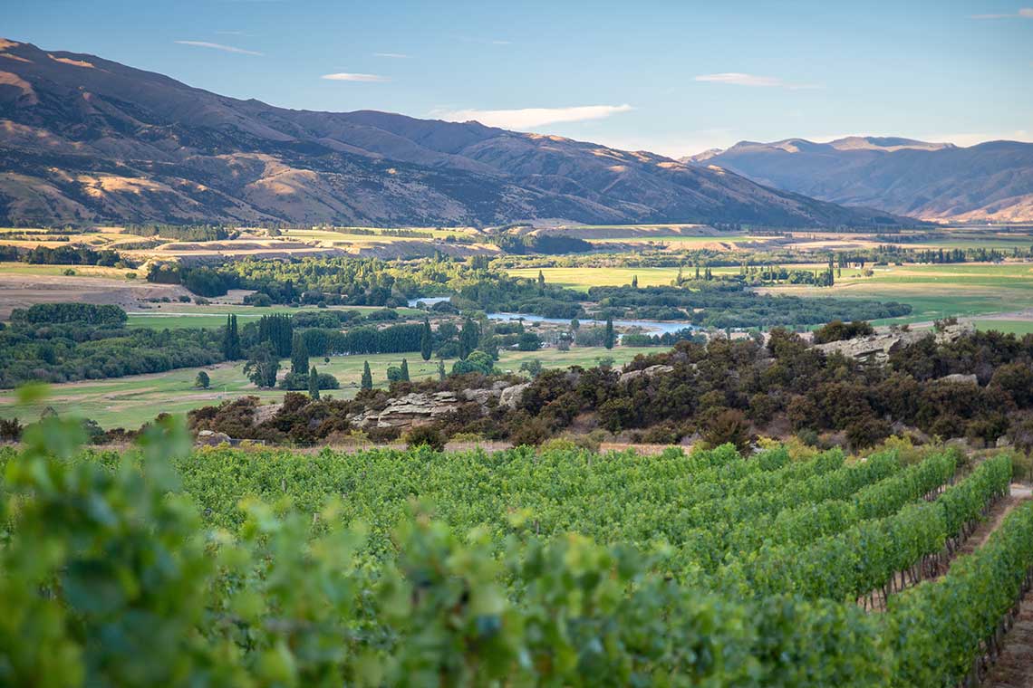 Weingärten in Central Otago