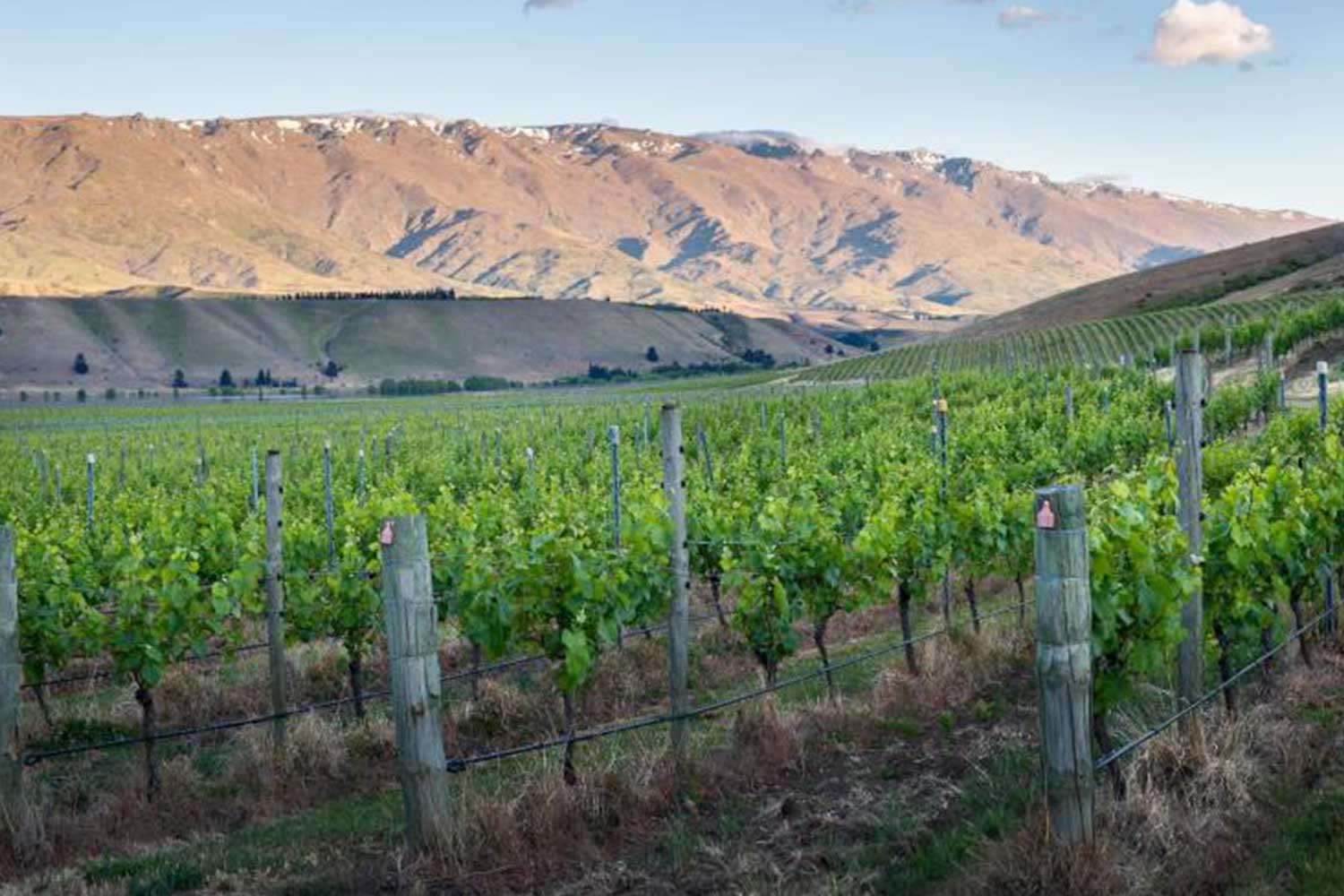 Cloudy Bay Weinberge vor Gebirge mit blauem Himmel
