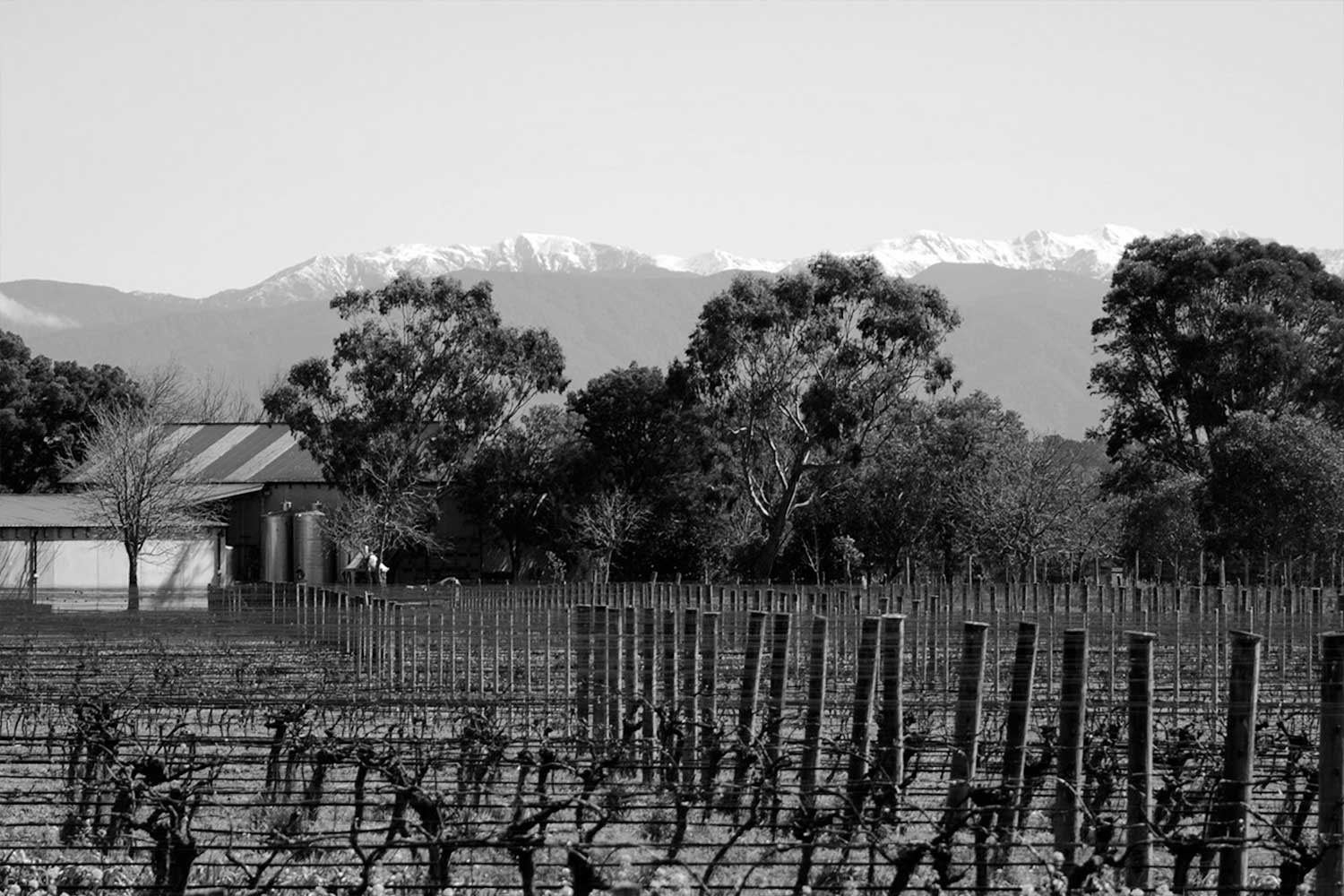 Ata Rangi