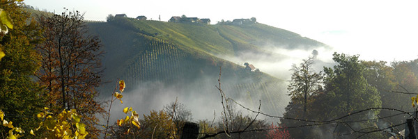 Weinfelder in den Bergen