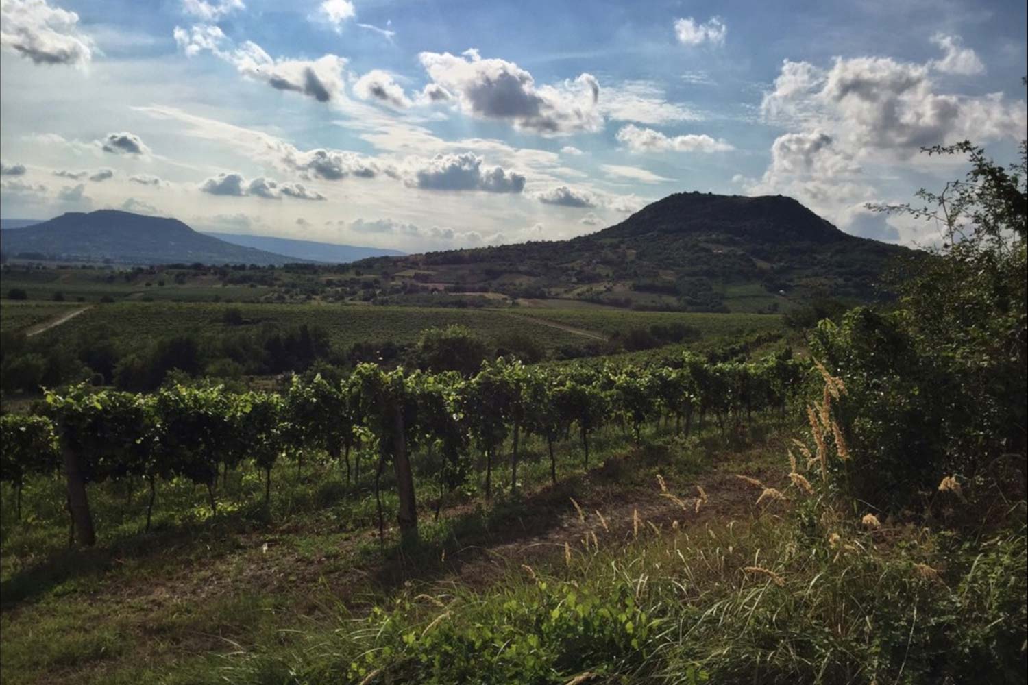 Moric Weinberge