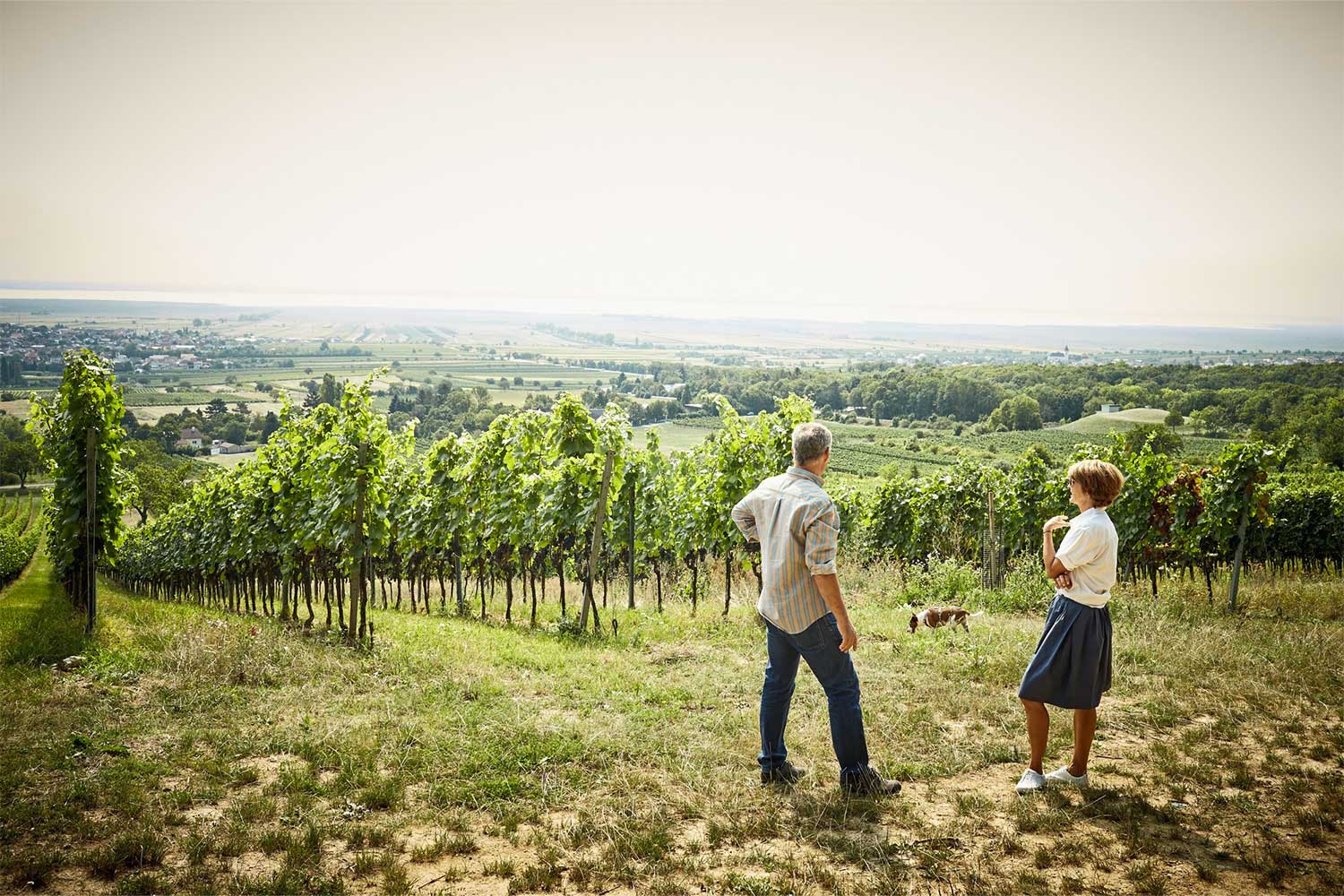 Weinberge vom Weingut Heinrich