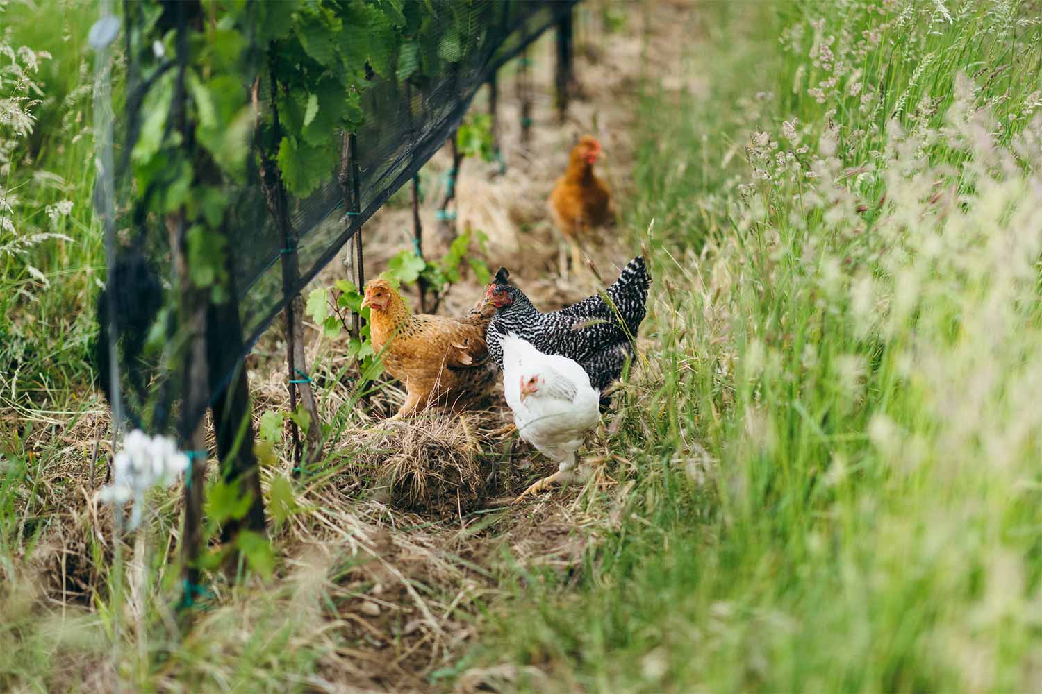 Hühner zwischen Reben im Weinberg
