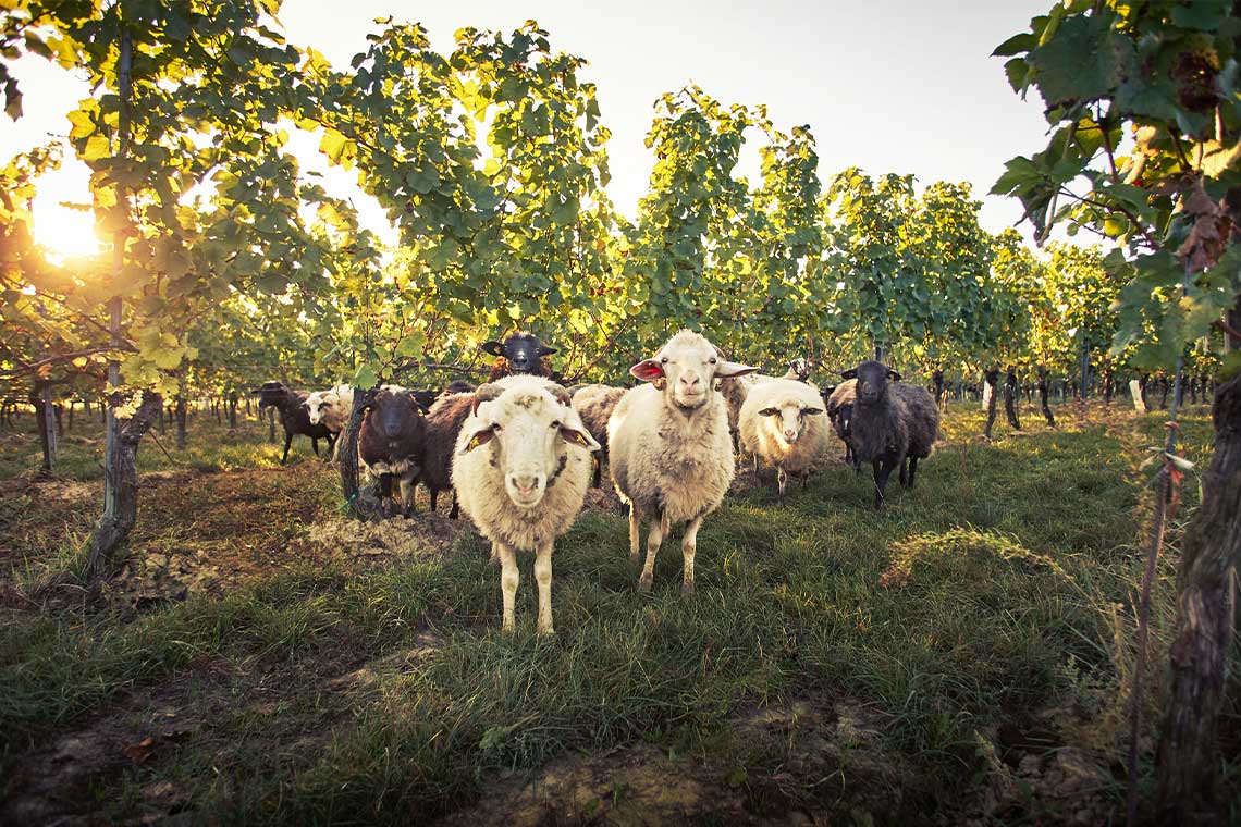 Schafe im Weinberg von Loimer