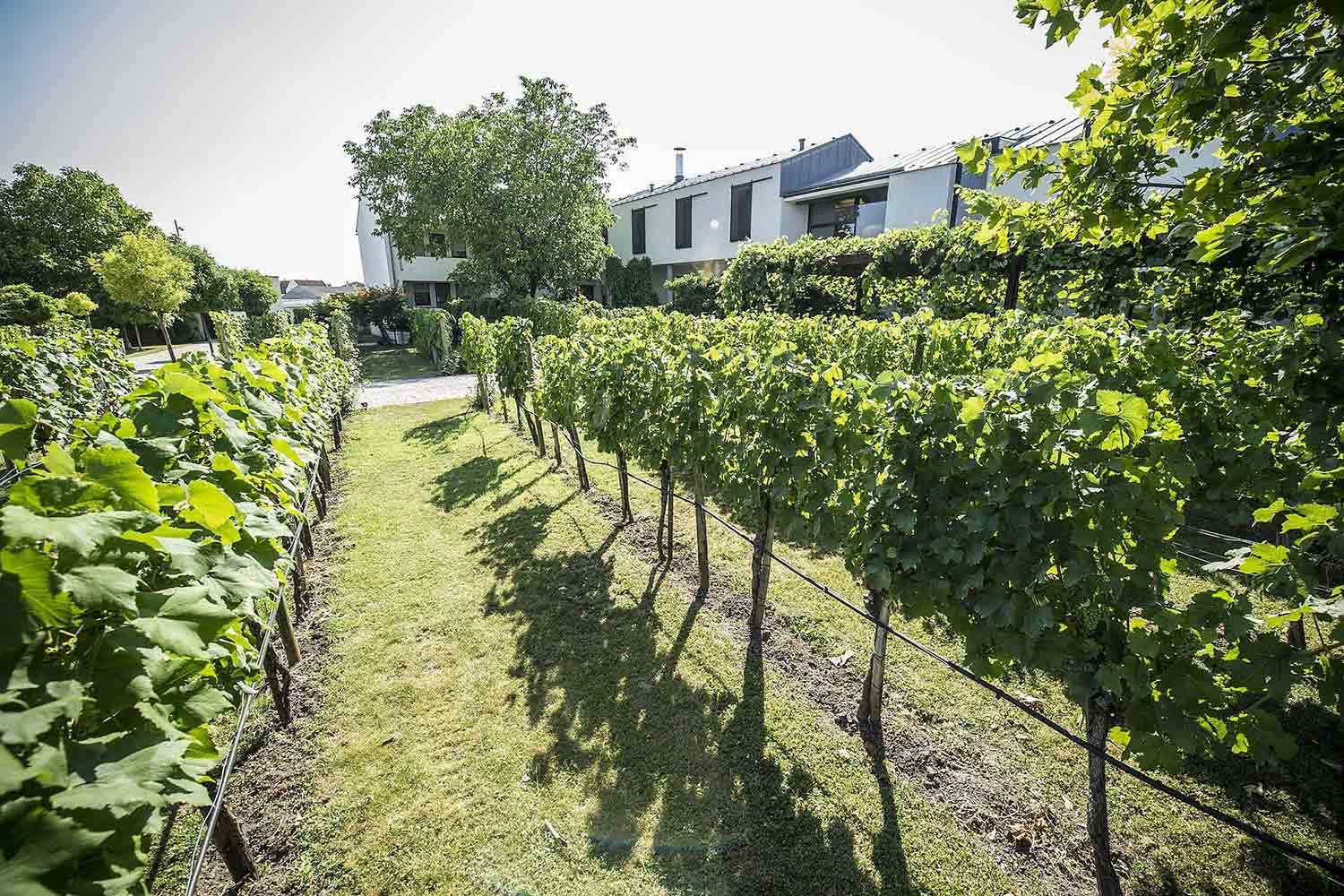 Weinberg von Alois Kracher vor Weingut