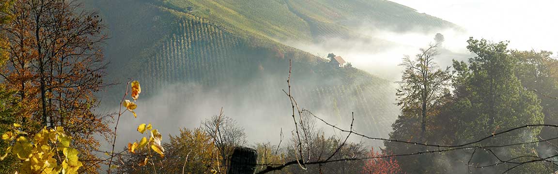 Weinberge im Nebel