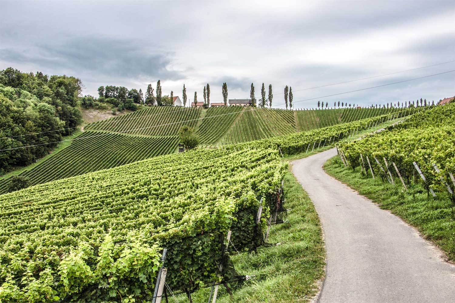 Weinberge von Tement