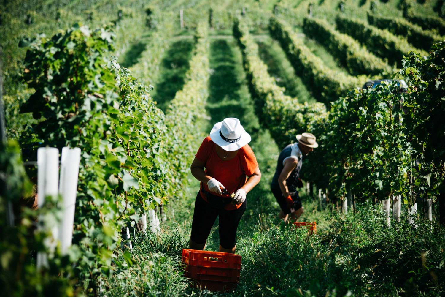 Weinberge von Tement